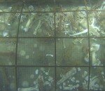 corps-decomposition-fond-ocean-capture-19
